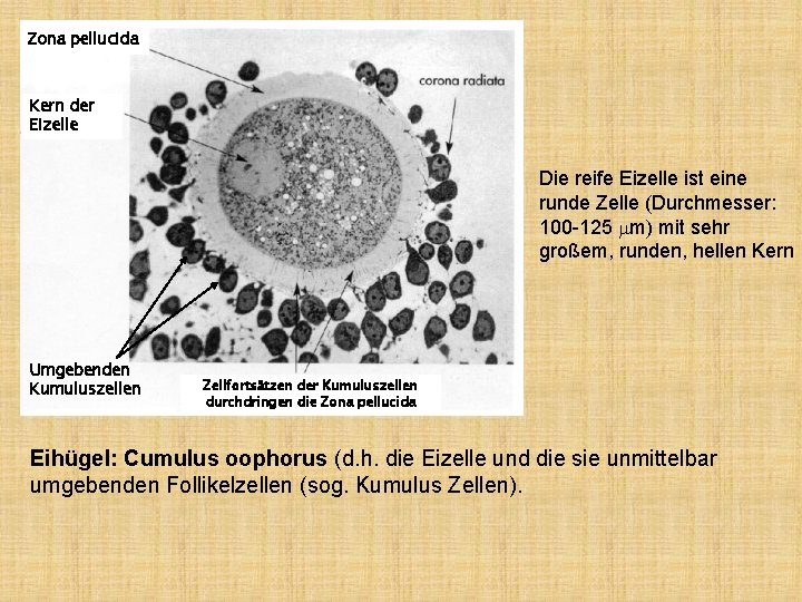 Zona pellucida Kern der Eizelle Die reife Eizelle ist eine runde Zelle (Durchmesser: 100