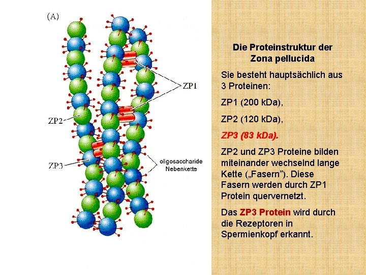 Die Proteinstruktur der Zona pellucida Sie besteht hauptsächlich aus 3 Proteinen: ZP 1 (200