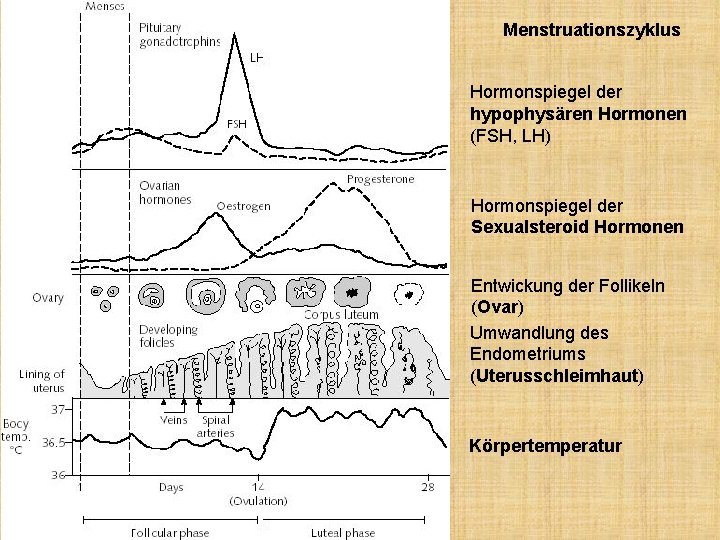 Menstruationszyklus Hormonspiegel der hypophysären Hormonen (FSH, LH) Hormonspiegel der Sexualsteroid Hormonen Entwickung der Follikeln