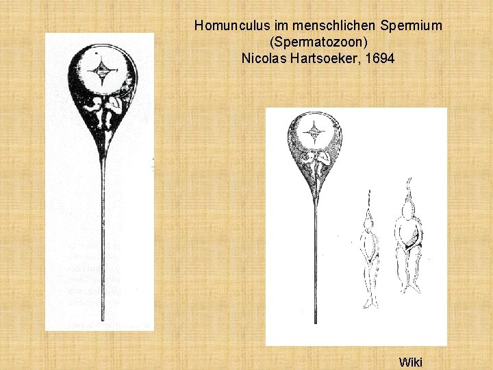 Homunculus im menschlichen Spermium (Spermatozoon) Nicolas Hartsoeker, 1694 Wiki 
