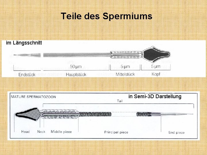 Teile des Spermiums im Längsschnitt in Semi-3 D Darstellung 