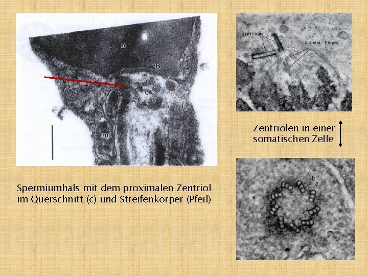 Zentriolen in einer somatischen Zelle Spermiumhals mit dem proximalen Zentriol im Querschnitt (c) und