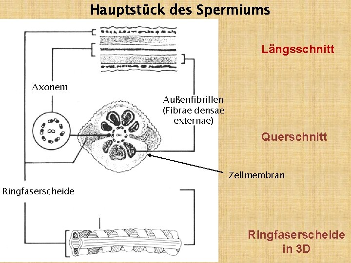 Hauptstück des Spermiums Längsschnitt Axonem Außenfibrillen (Fibrae densae externae) Querschnitt Zellmembran Ringfaserscheide in 3