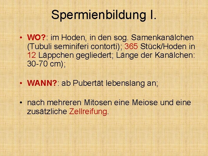 Spermienbildung I. • WO? : im Hoden, in den sog. Samenkanälchen (Tubuli seminiferi contorti);