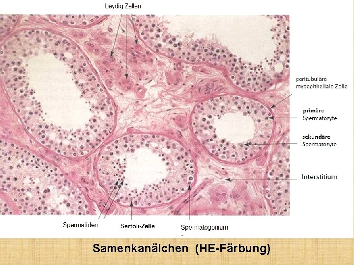 Samenkanälchen (HE-Färbung) 