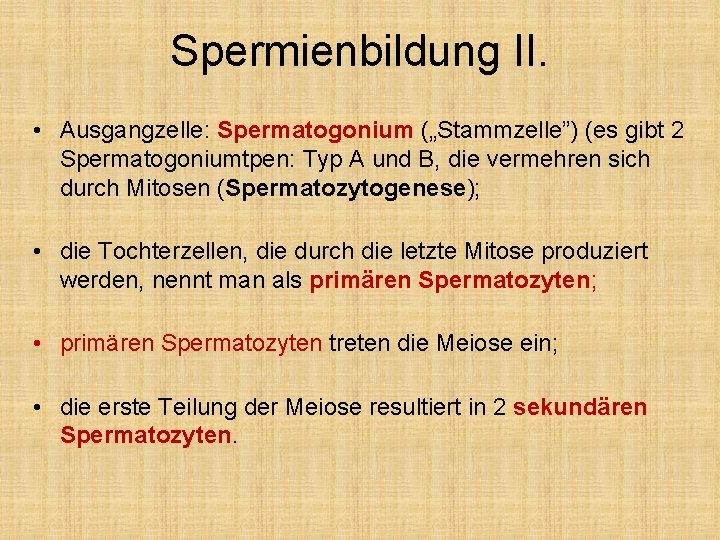 Spermienbildung II. • Ausgangzelle: Spermatogonium („Stammzelle”) (es gibt 2 Spermatogoniumtpen: Typ A und B,