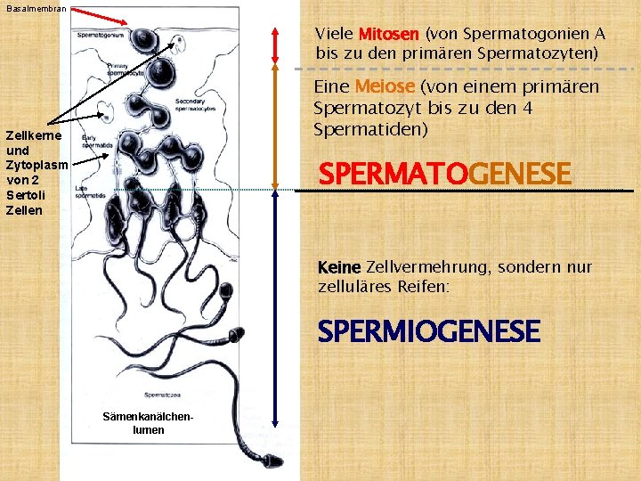 Basalmembran Viele Mitosen (von Spermatogonien A bis zu den primären Spermatozyten) Eine Meiose (von