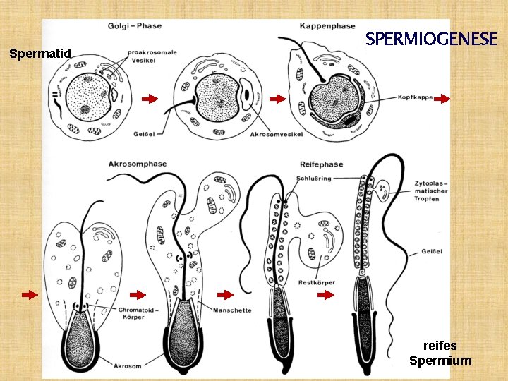 Spermatid SPERMIOGENESE reifes Spermium 