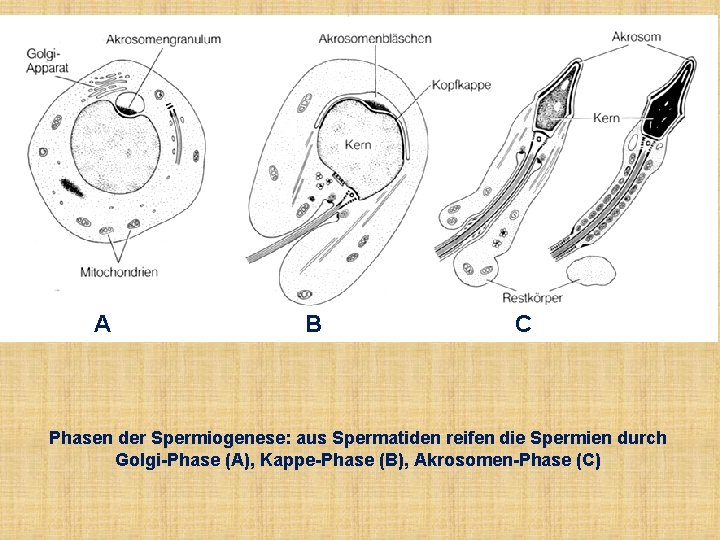 A B C Phasen der Spermiogenese: aus Spermatiden reifen die Spermien durch Golgi-Phase (A),