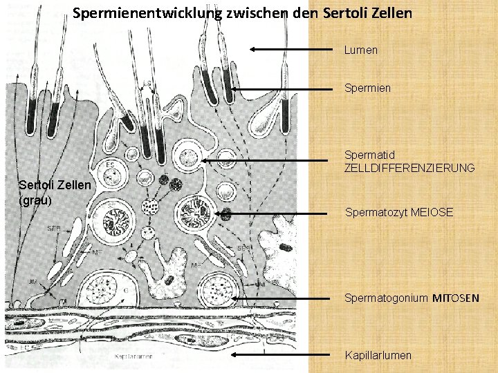 Spermienentwicklung zwischen den Sertoli Zellen Lumen Spermien Spermatid ZELLDIFFERENZIERUNG Sertoli Zellen (grau) Spermatozyt MEIOSE