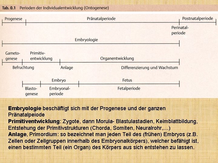 Embryologie beschäftigt sich mit der Progenese und der ganzen Pränatalpeiode Primitiventwicklung: Zygote, dann Morula-