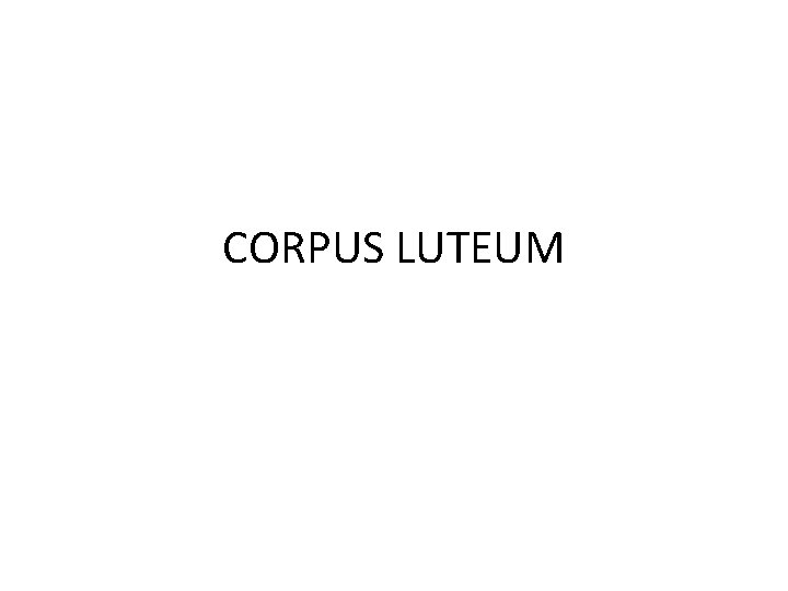 CORPUS LUTEUM 