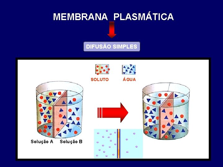 MEMBRANA PLASMÁTICA DIFUSÃO SIMPLES SOLUTO Solução A Solução B ÁGUA 