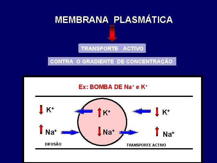 MEMBRANA PLASMÁTICA TRANSPORTE ACTIVO CONTRA O GRADIENTE DE CONCENTRAÇÃO Ex: BOMBA DE Na+ e