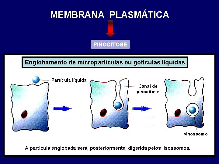 MEMBRANA PLASMÁTICA PINOCITOSE Englobamento de micropartículas ou gotículas líquidas Partícula líquida Canal de pinocitose