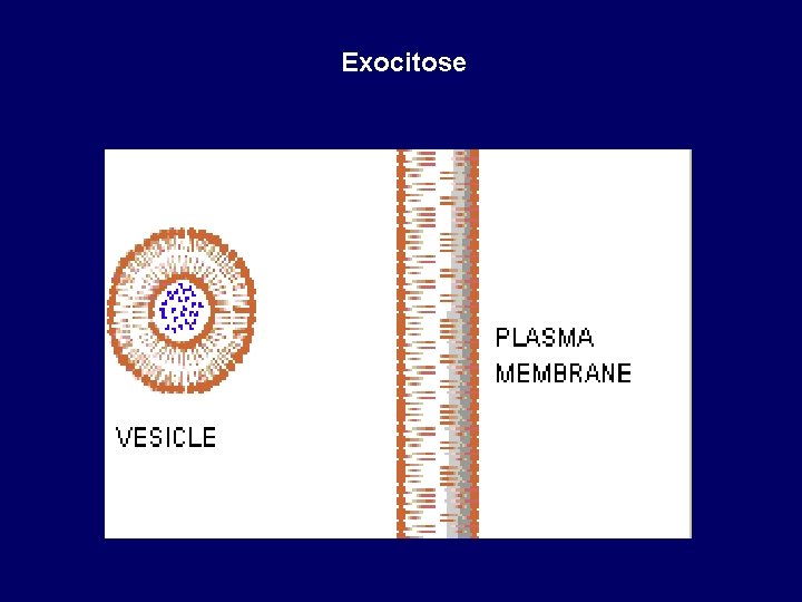 Exocitose 