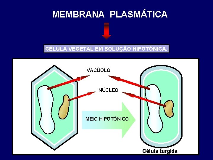 MEMBRANA PLASMÁTICA CÉLULA VEGETAL EM SOLUÇÃO HIPOTÓNICA. VACÚOLO NÚCLEO MEIO HIPOTÓNICO Célula túrgida 