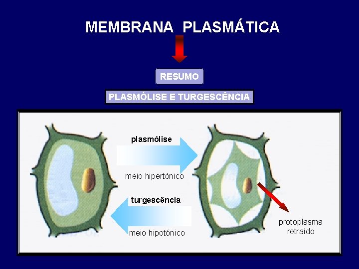 MEMBRANA PLASMÁTICA RESUMO PLASMÓLISE E TURGESCÊNCIA plasmólise meio hipertónico turgescência meio hipotónico protoplasma retraído