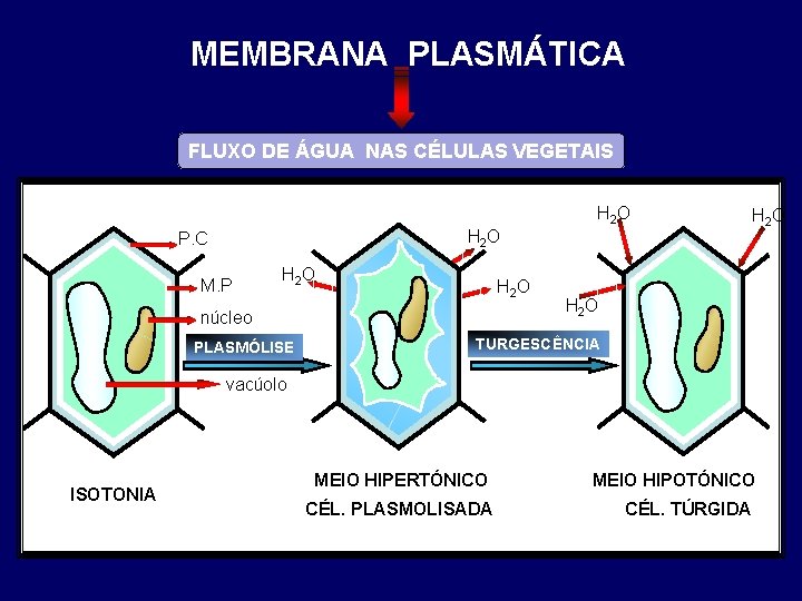 MEMBRANA PLASMÁTICA FLUXO DE ÁGUA NAS CÉLULAS VEGETAIS H 2 O P. C M.