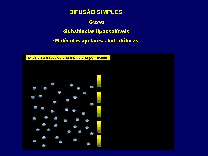 DIFUSÃO SIMPLES • Gases • Substâncias lipossolúveis • Moléculas apolares - hidrofóbicas 