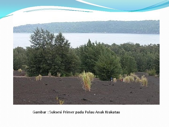 Gambar : Suksesi Primer pada Pulau Anak Krakatau 