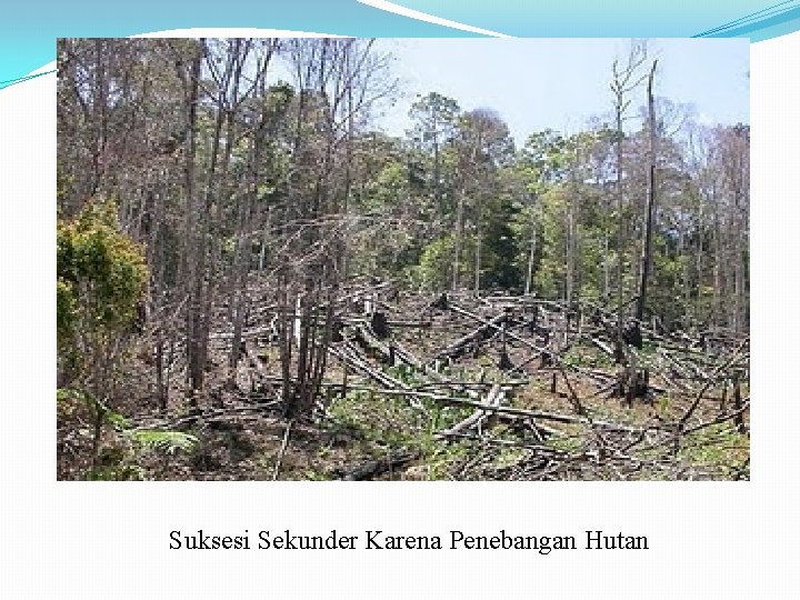 Suksesi Sekunder Karena Penebangan Hutan 