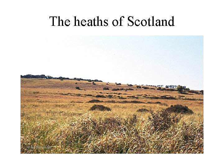 The heaths of Scotland 