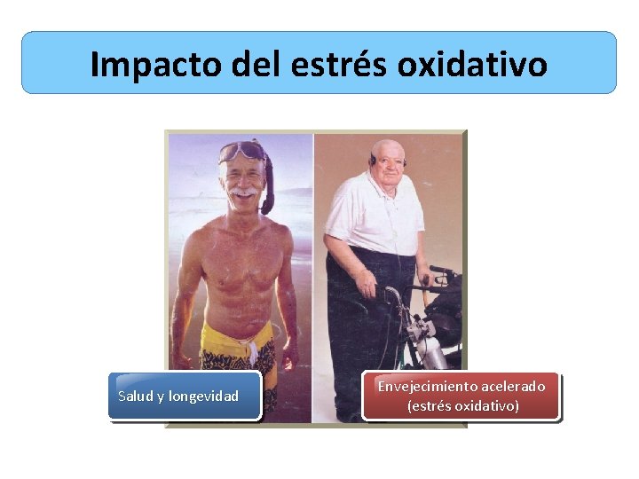 Impacto del estrés oxidativo Salud y longevidad Envejecimiento acelerado (estrés oxidativo) 