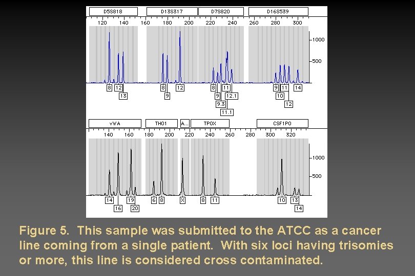 Figure 5. This sample was submitted to the ATCC as a cancer line coming