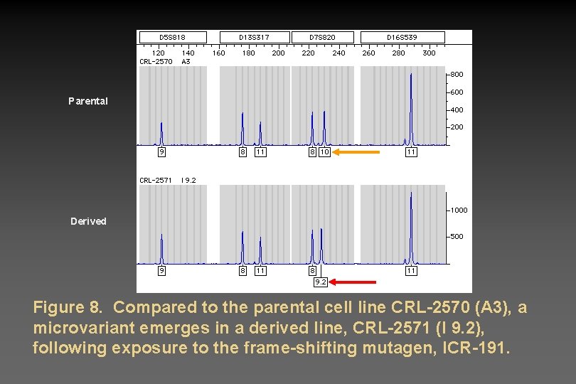 Parental Derived Figure 8. Compared to the parental cell line CRL-2570 (A 3), a