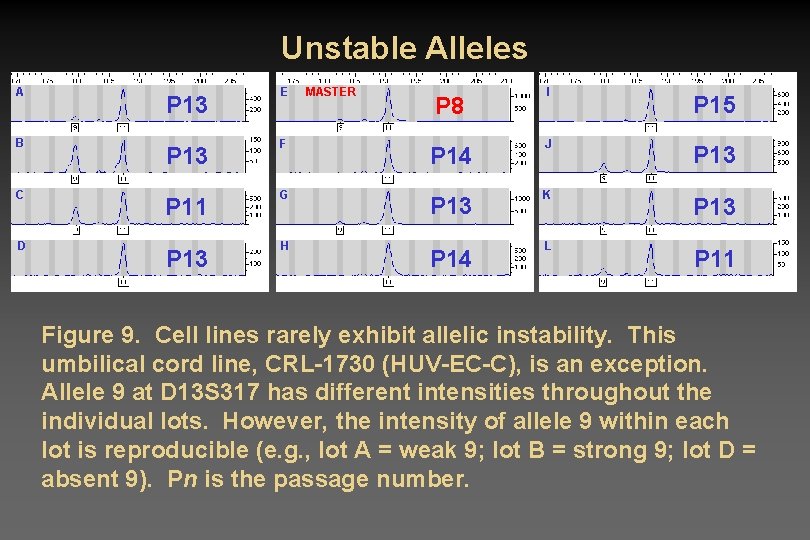 Unstable Alleles A B C D P 13 E P 13 F P 11