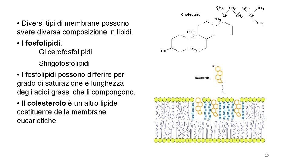  • Diversi tipi di membrane possono avere diversa composizione in lipidi. • I