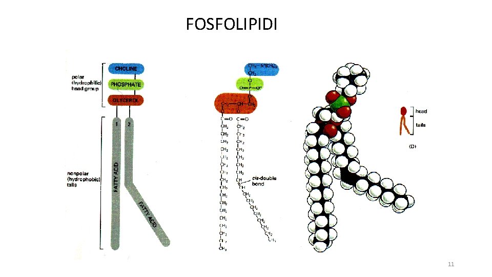 FOSFOLIPIDI 11 