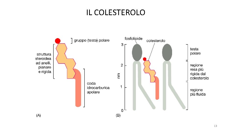 IL COLESTEROLO 13 