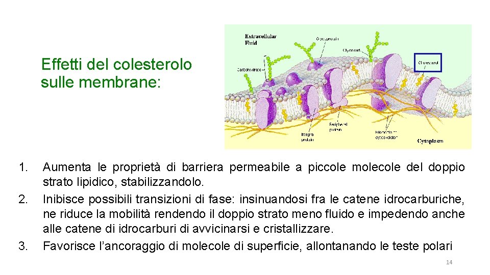 Effetti del colesterolo sulle membrane: 1. 2. 3. Aumenta le proprietà di barriera permeabile