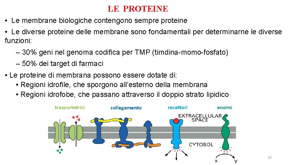 LE PROTEINE • Le membrane biologiche contengono sempre proteine • Le diverse proteine delle