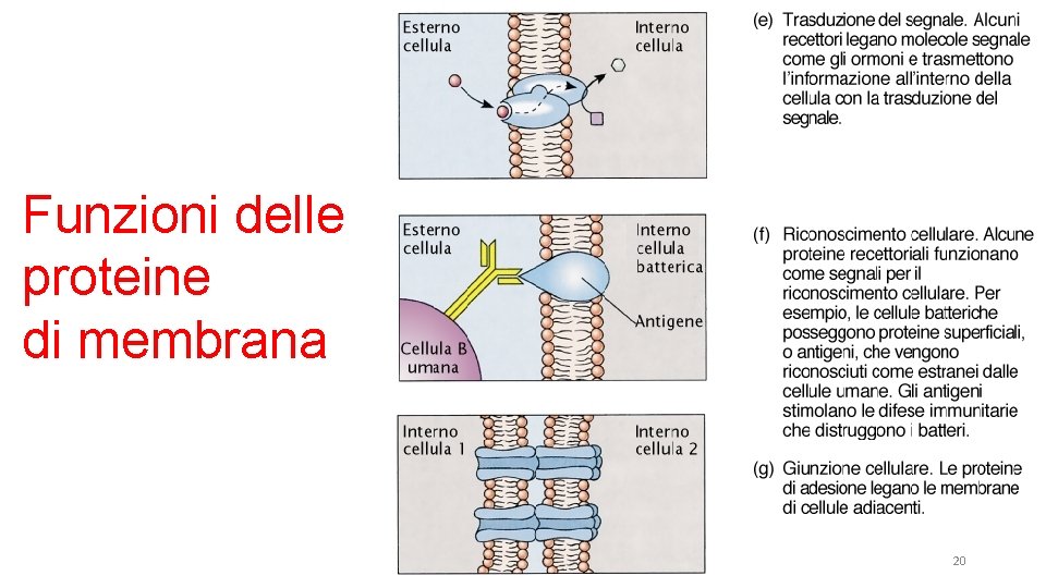 Funzioni delle proteine di membrana 20 
