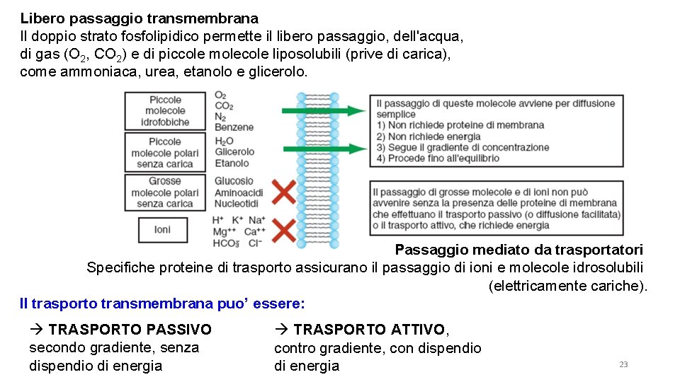 Libero passaggio transmembrana Il doppio strato fosfolipidico permette il libero passaggio, dell'acqua, di gas