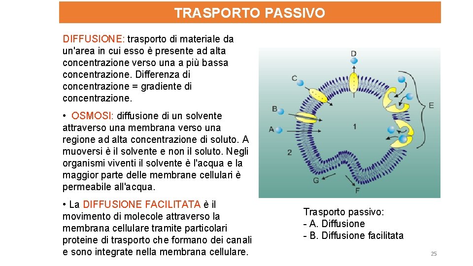 TRASPORTO PASSIVO DIFFUSIONE: trasporto di materiale da un'area in cui esso è presente ad