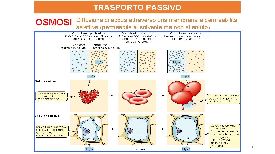 TRASPORTO PASSIVO OSMOSI Diffusione di acqua attraverso una membrana a permeabilità selettiva (permeabile al