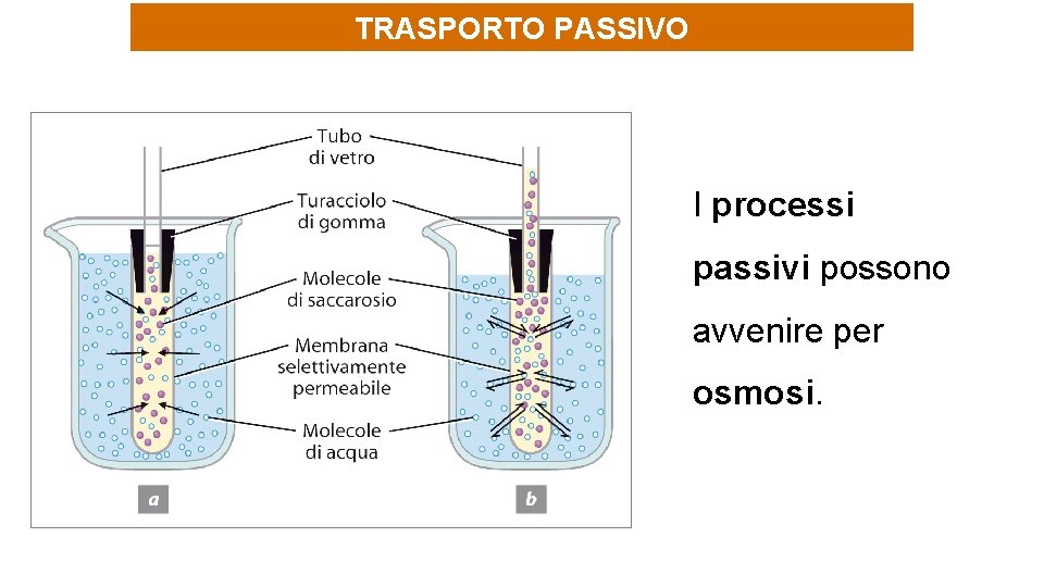 TRASPORTO PASSIVO I processi passivi possono avvenire per osmosi. 