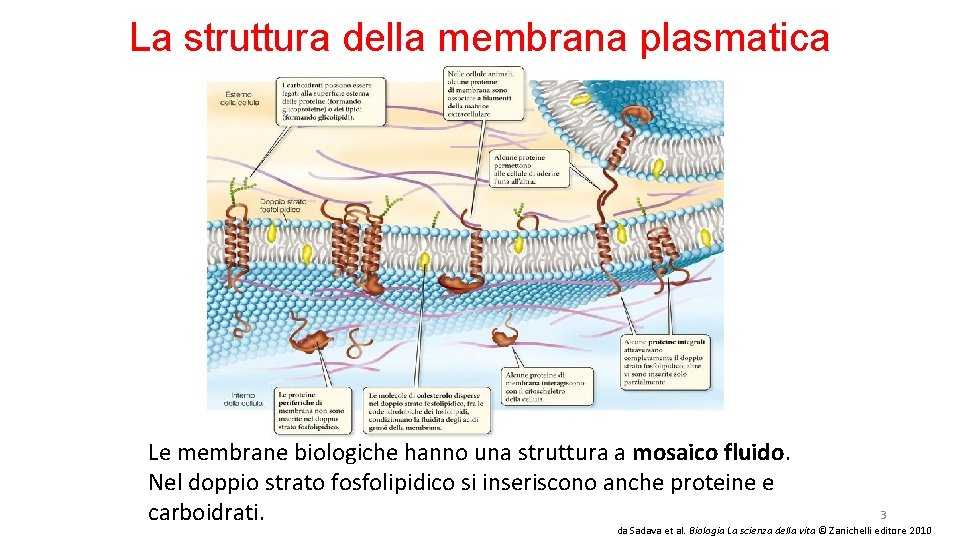 La struttura della membrana plasmatica Le membrane biologiche hanno una struttura a mosaico fluido.