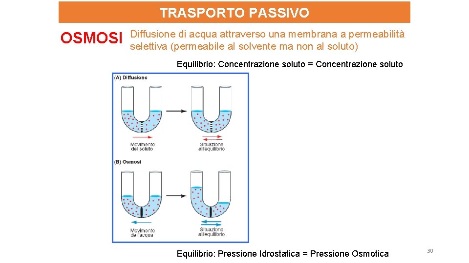 TRASPORTO PASSIVO OSMOSI Diffusione di acqua attraverso una membrana a permeabilità selettiva (permeabile al