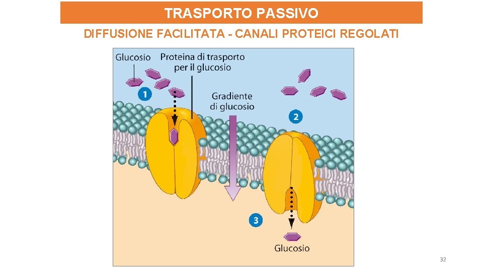 TRASPORTO PASSIVO DIFFUSIONE FACILITATA - CANALI PROTEICI REGOLATI 32 