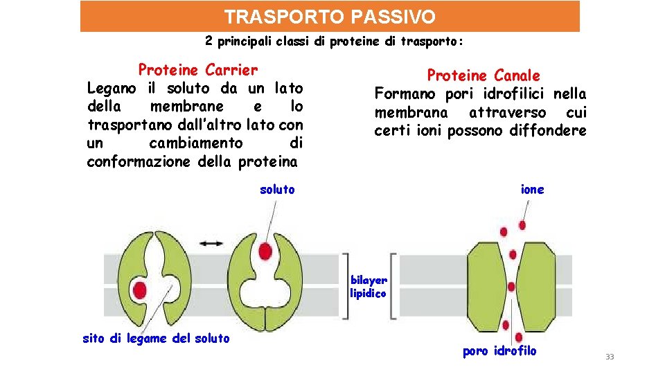 TRASPORTO PASSIVO 2 principali classi di proteine di trasporto: Proteine Carrier Legano il soluto