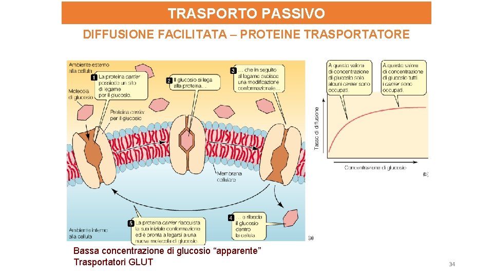 TRASPORTO PASSIVO DIFFUSIONE FACILITATA – PROTEINE TRASPORTATORE Bassa concentrazione di glucosio “apparente” Trasportatori GLUT