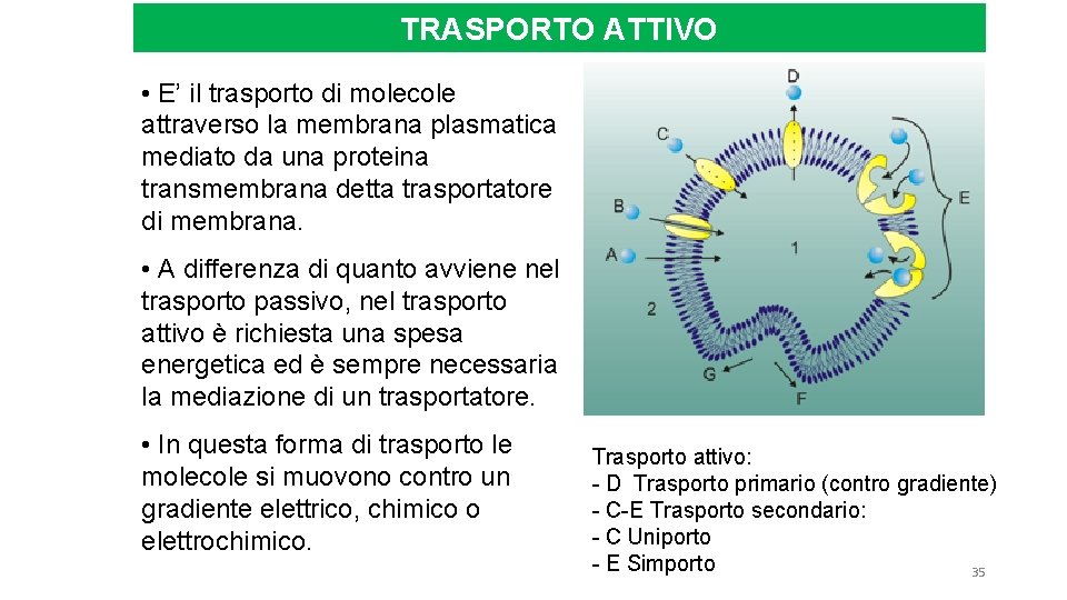 TRASPORTO ATTIVO • E’ il trasporto di molecole attraverso la membrana plasmatica mediato da