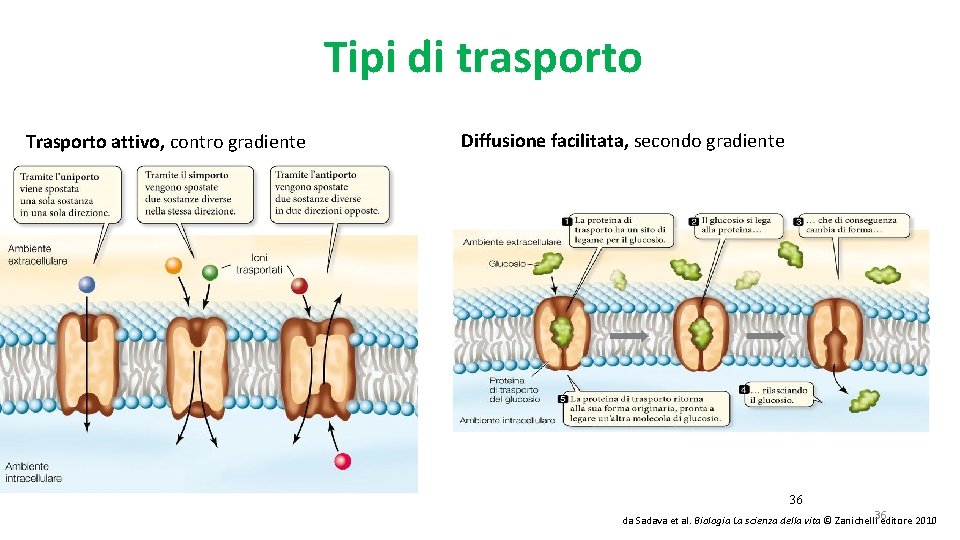 Tipi di trasporto Trasporto attivo, contro gradiente Diffusione facilitata, secondo gradiente 36 da Sadava