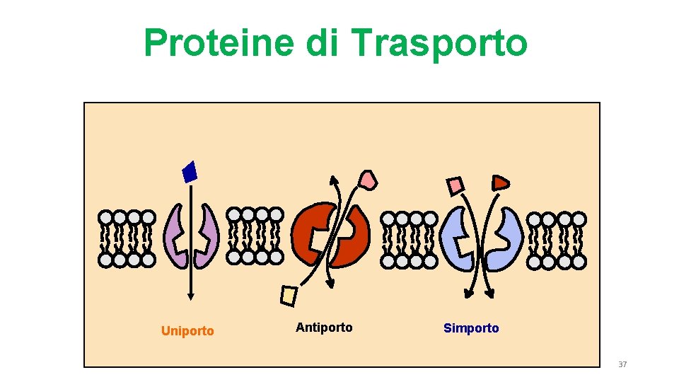 Proteine di Trasporto Uniporto Antiporto Simporto 37 