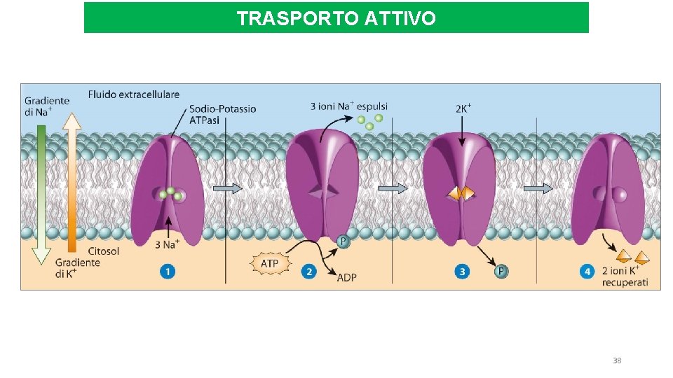 TRASPORTO ATTIVO 38 